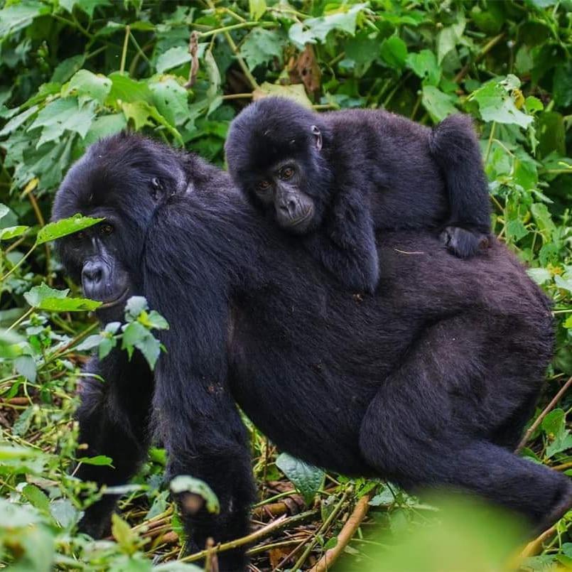 Gorilla Hills Eco-Lodge Kisoro Kültér fotó